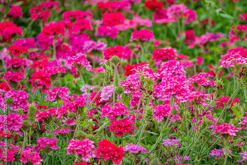 Vibrant Spring Blooms Fill the Garden With Shades of Pink and Red, Creating a Lively Tapestry of Color Under the Warm Sun in a Serene Outdoor Setting Vibrant Spring Blooms Fill the Garden With Shades of Pink and Red, Creating a Lively Tapestry of Color Under the Warm Sun in a Serene Outdoor Setting