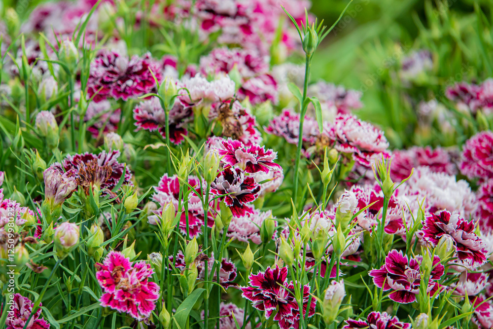 Obraz premium Vibrant Garden Blooms Showcasing a Stunning Array of Pink and White Flowers in Lush Green Surroundings During a Sunny Spring Day