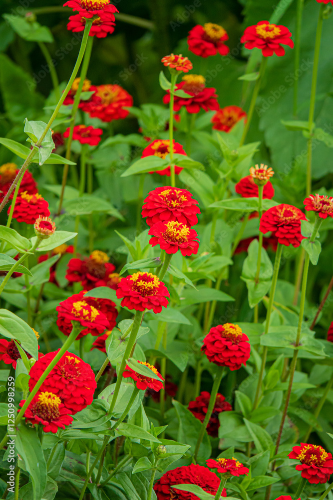 Vibrant Red Zinnias Dancing in the Gentle Breeze of a Summer Garden, Creating an Explosion of Color and Life in a Lush Green Landscape Vibrant Red Zinnias Dancing in the Gentle Breeze of a Summer Garden, Creating an Explosion of Color and Life in a Lush Green Landscape