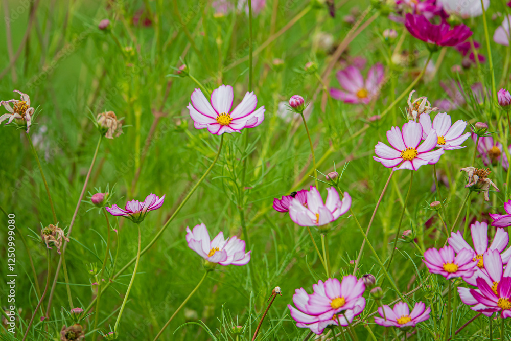 Vibrant Wildflowers Bloom in a Lush Green Meadow Under Soft Sunlight During a Serene Afternoon in Spring, Creating a Colorful Natural Tapestry Filled With Life and Beauty Vibrant Wildflowers Bloom in a Lush Green Meadow Under Soft Sunlight During a Serene Afternoon in Spring, Creating a Colorful Natural Tapestry Filled With Life and Beauty