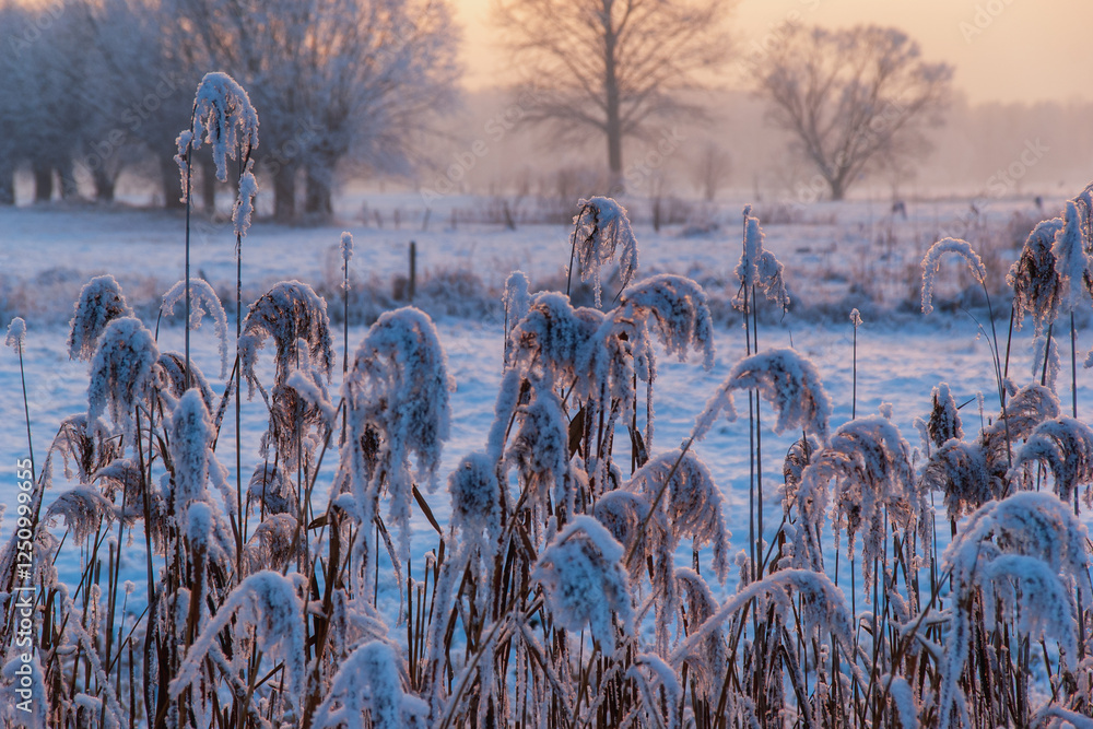 Piękno śnieznej i mroznej zimy w Dolinie Narwi i Biebrzy - Podlasie, Polska