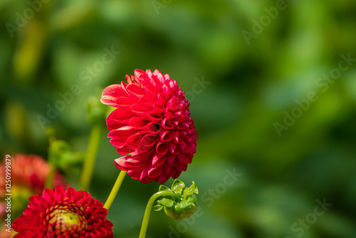 Vibrant Red Dahlia Blooms Under the Sunlight in a Lush Green Garden Showcasing Intricate Petal Textures and the Beauty of Nature's Artistry