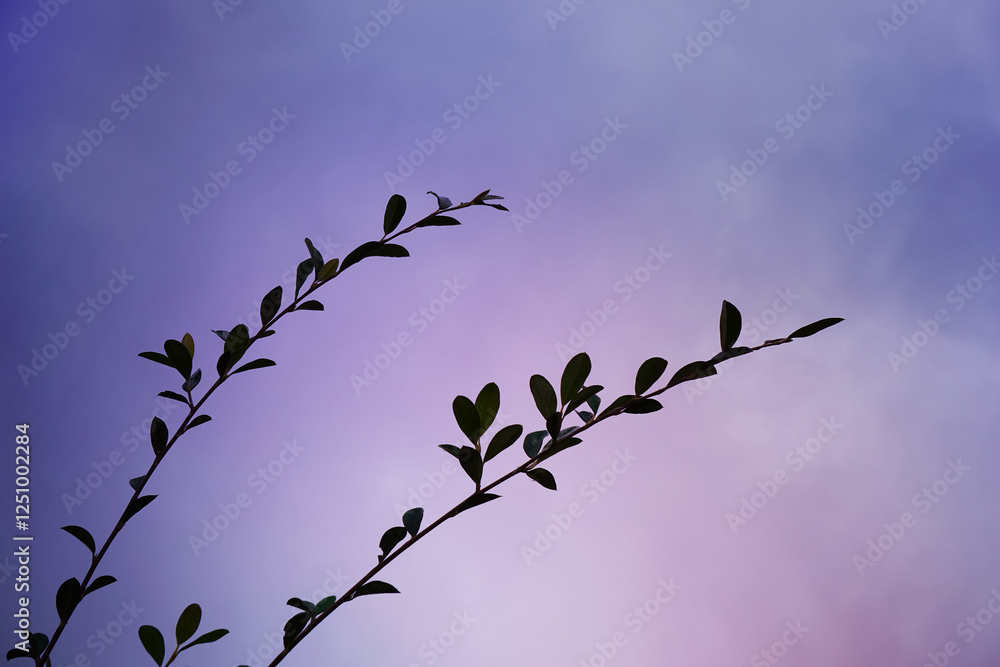 Fototapeta premium plant silhouette at sunset in spring season