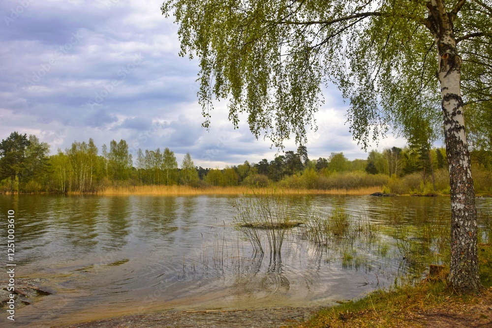 Obraz premium Spring landscape with a birch tree by the lake on a cloudy day.