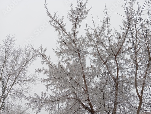 Wallpaper Mural trees in winter Torontodigital.ca