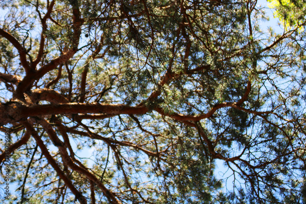Obraz premium Forest Ecosystems, The Balance of Flora and Fauna.