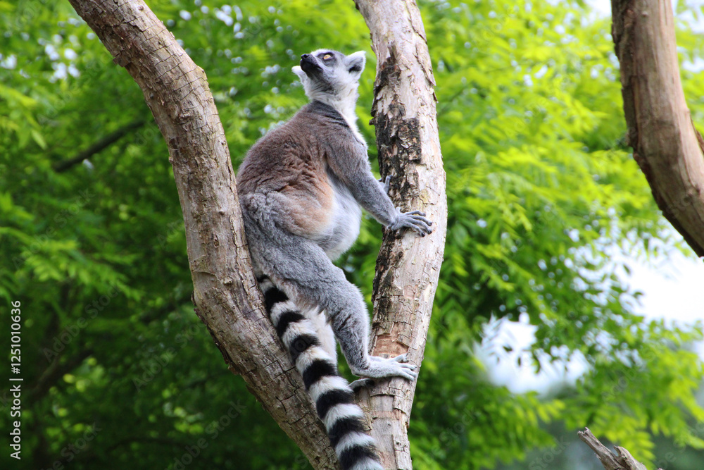 Obraz premium Lemurs in Focus, A Photographic Journey into Their World.