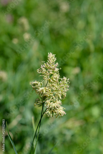 Cat grass flowers photo