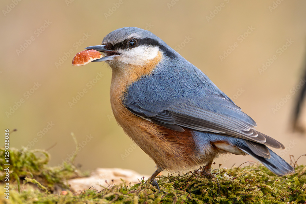 Kleiber im Herbst/Winter mit einer Nuss im Schnabel auf einem Ast / Vogel Kleiber im Herbst/Winter mit einer Nuss im Schnabel auf einem Ast / Vogel