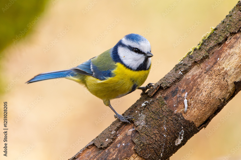 Blaumeise (blue tit) im Herbst, Winter auf einem Ast / Vogel Blaumeise (blue tit) im Herbst, Winter auf einem Ast / Vogel