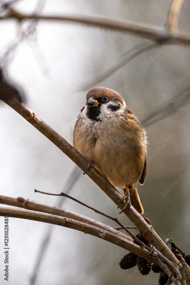 Feldsperling im Herbst/Winter auf einem Ast / Vogel Feldsperling im Herbst/Winter auf einem Ast / Vogel