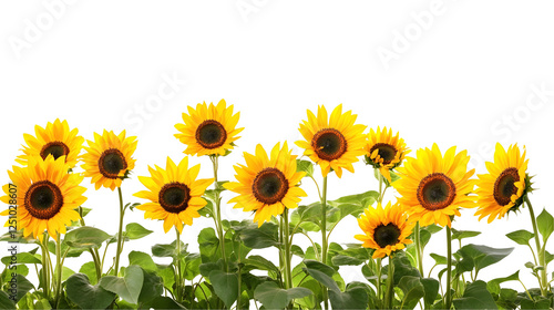 sunflowers in the garden