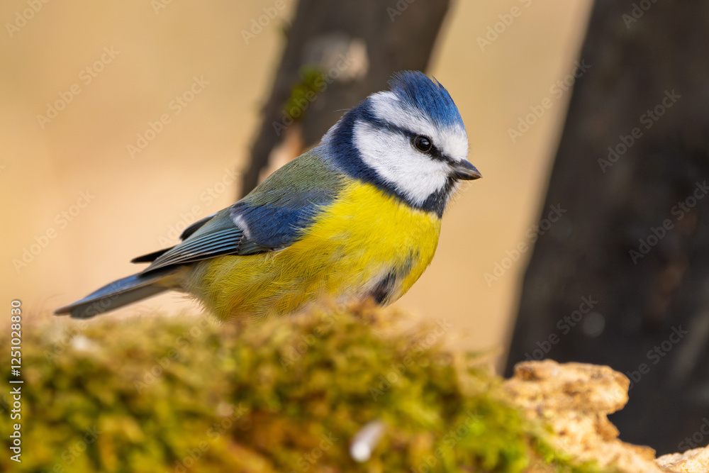 Blaumeise (blue tit) im Herbst, Winter auf einem Ast / Vogel Blaumeise (blue tit) im Herbst, Winter auf einem Ast / Vogel