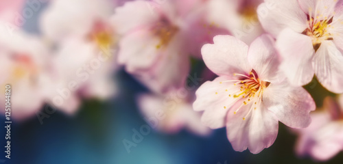 Cherry blossoms closeup on dark blue background