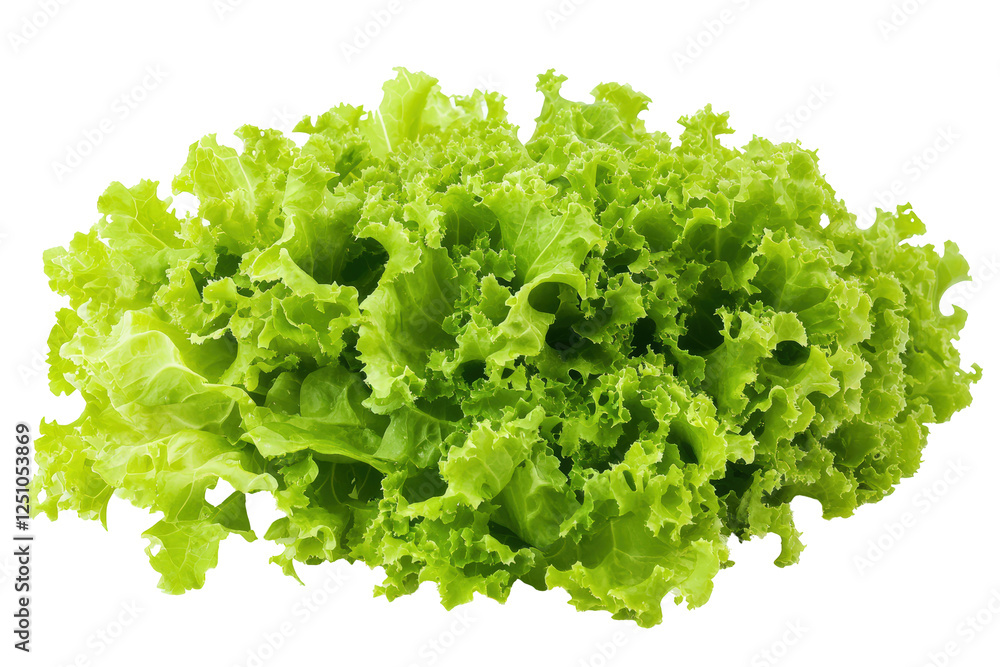 Isolated Green Leaf Lettuce with Textured Leaves Isolated Green Leaf Lettuce with Textured Leaves