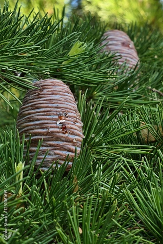 Drop of resin on erected mature male cones on autumn branch of Himalayan native coniferous tree Deodar Cedar, also called Himalayan Cedar, latin name Cedrus Deodara. Sunlit by afternoon sunshine. 