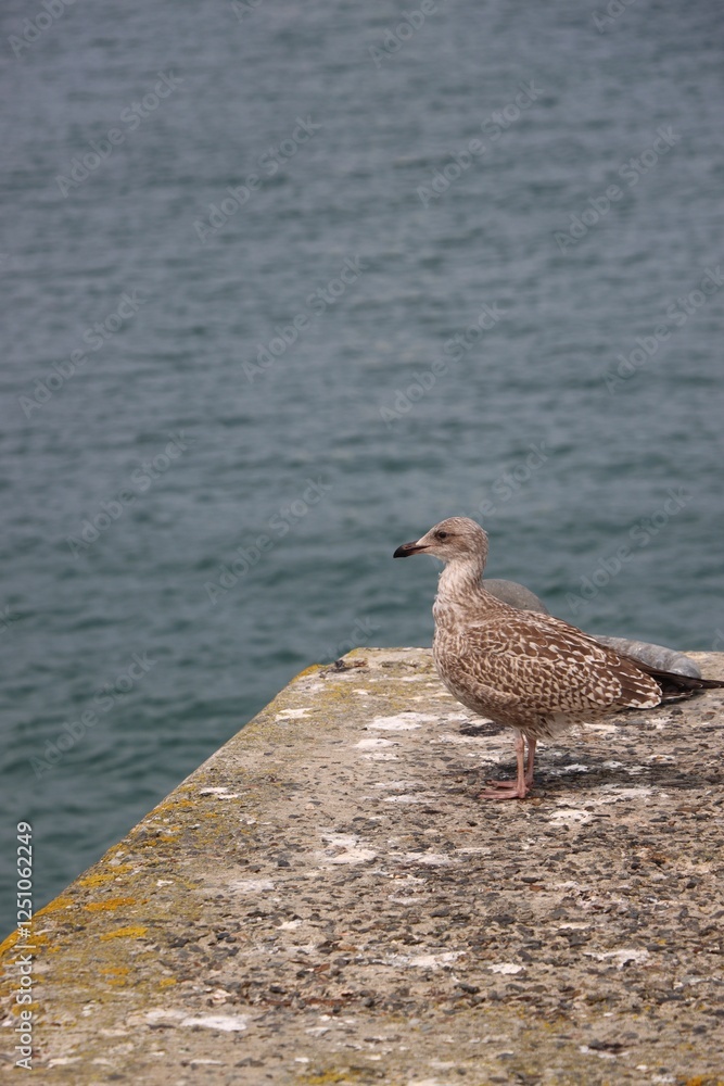 Young seagull on a rock