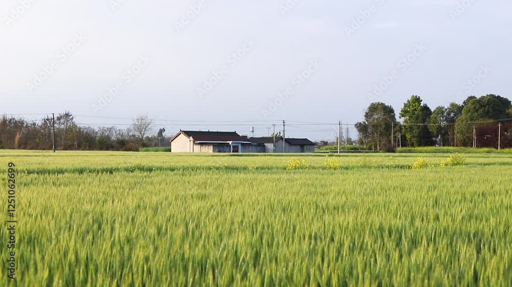 Country houses and wheat fields Country houses and wheat fields