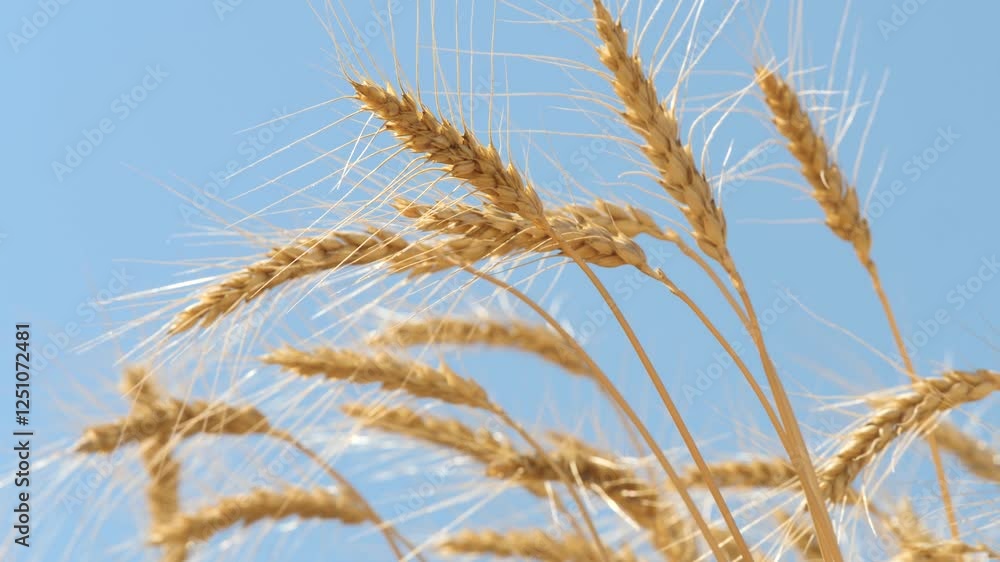 ears wheat field sky summer farm. griculture. farming. Rural landscape wheat field. Yellow ears ripe grains. walk large wheat field. time harvest. golden flakes yellow wheat against blue sky field. ears wheat field sky summer farm. griculture. farming. Rural landscape wheat field. Yellow ears ripe grains. walk large wheat field. time harvest. golden flakes yellow wheat against blue sky field.