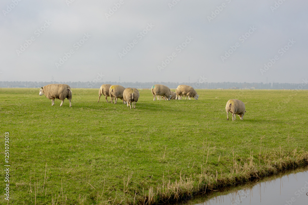 Fototapeta premium Selective focus of flock sheeps standing and nibbling grass on the green meadow polder, Ovis aries are quadrupedal ruminant mammals typically kept as livestock, Open farm in countryside of Netherlands