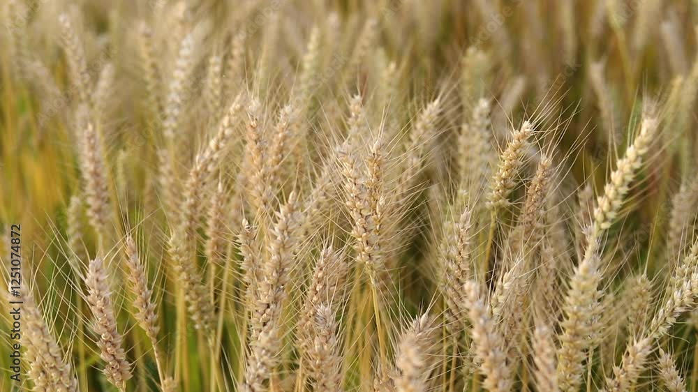 Wheat crops in the field Wheat crops in the field