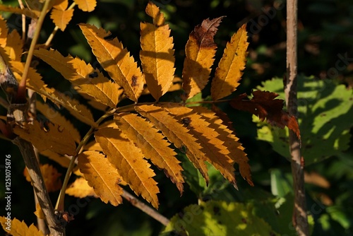 Yellow Autumn leaves of Rowan tree, also called Mountain Ash, latin name Sorbus Aucuparia, sunlit by afternoon daylight sunshine.  photo