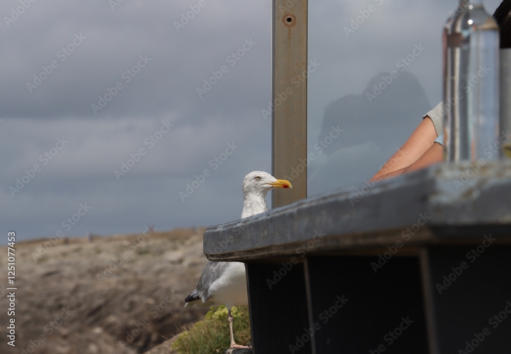 seagull waiting for some food at a restaurant terrace