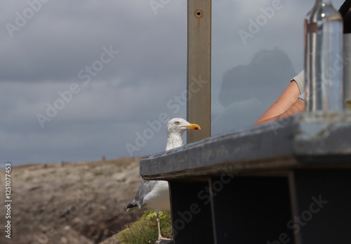 Obraz na płótnie seagull waiting for some food at a restaurant terrace w salonie