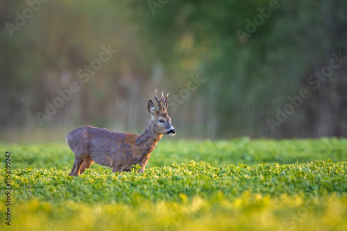 Canvas Print Roebuck - buck (Capreolus capreolus) Roe deer - goat