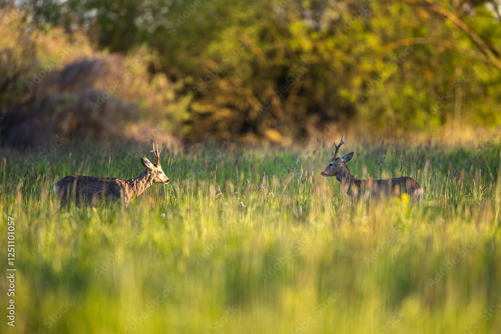 Roebuck - buck (Capreolus capreolus) Roe deer - goat Roebuck - buck (Capreolus capreolus) Roe deer - goat