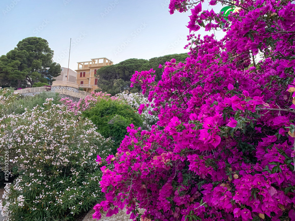 Naklejka premium Bougainvillea is a creeping bushy plant with purple or purple bracts around the flowers. It is one of the many species of the bougainvillea genus, which comes from South American Brazil.