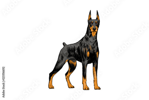 hand drawn doberman dog illustration