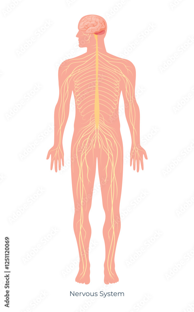 Detailed illustration of the human nervous system showcasing major components and pathways throughout the body Detailed illustration of the human nervous system showcasing major components and pathways throughout the body