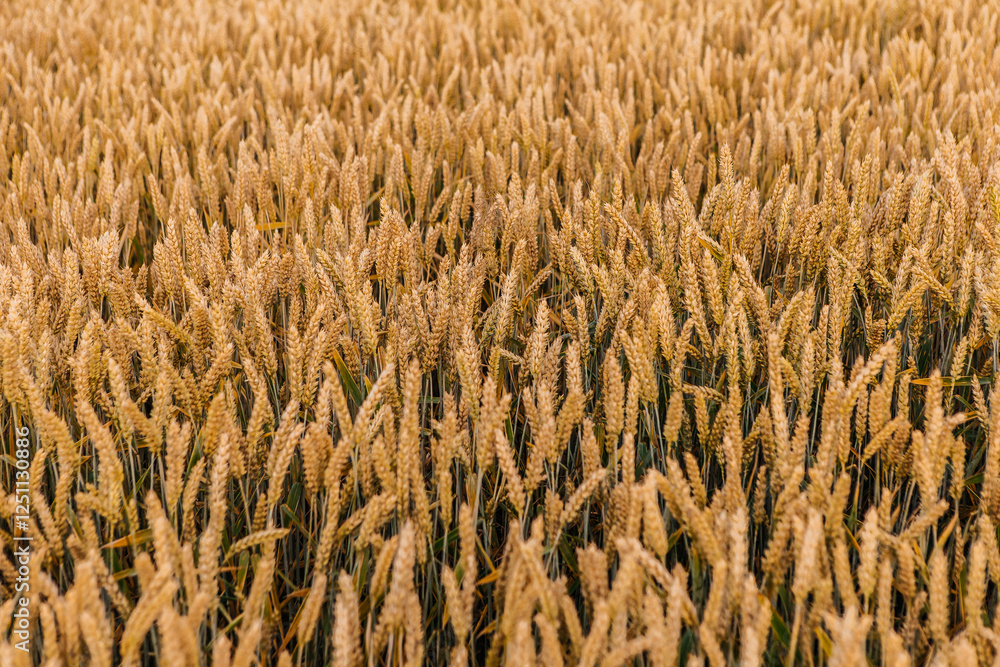 Ripe wheat ears swaying gently in the breeze, creating a mesmerizing golden blanket across the vast agricultural landscape, awaiting the harvest season under the warm summer sunlight. Agro business Ripe wheat ears swaying gently in the breeze, creating a mesmerizing golden blanket across the vast agricultural landscape, awaiting the harvest season under the warm summer sunlight. Agro business