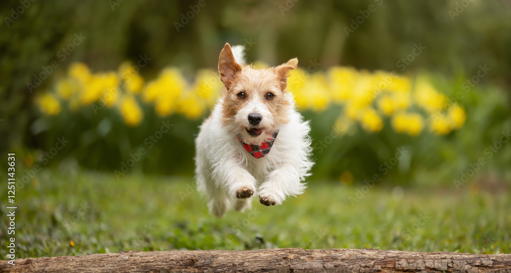 Cute happy pet dog running and jumping in spring on daffodil flowers background. Easter, springtime joy banner. Cute happy pet dog running and jumping in spring on daffodil flowers background. Easter, springtime joy banner.