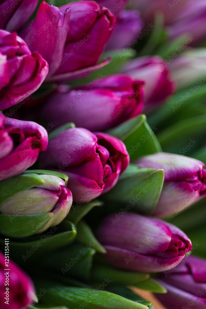 Fototapeta premium Tulips