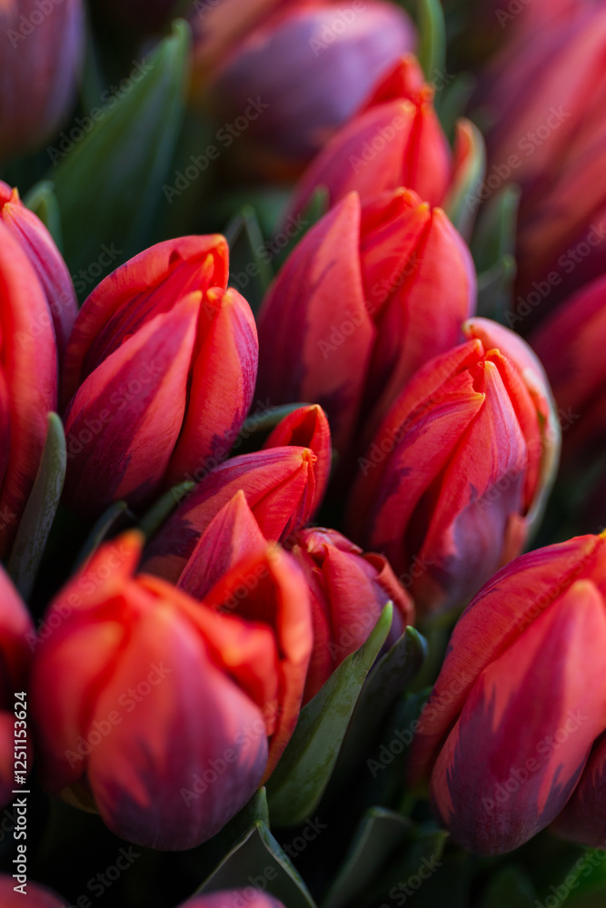 Tulips Tulips