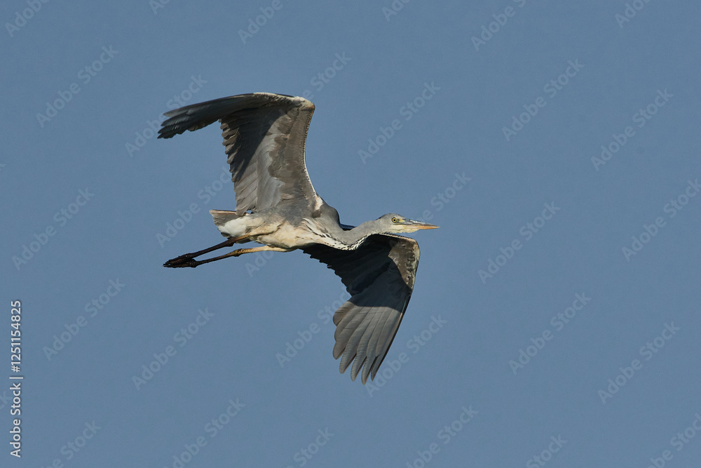 Obraz premium Graureiher im Flug 