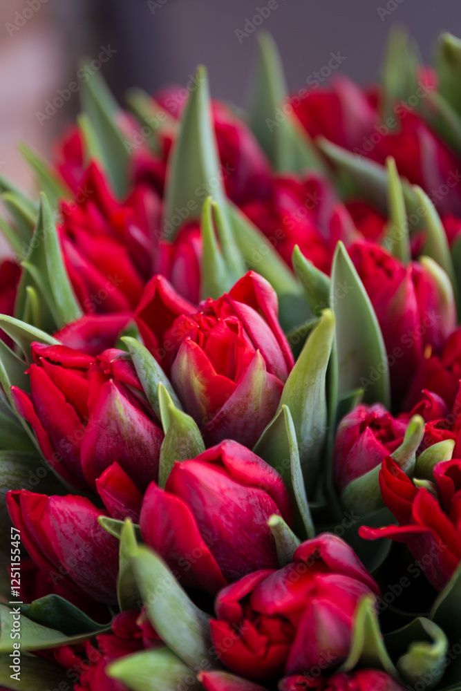 Tulips Tulips
