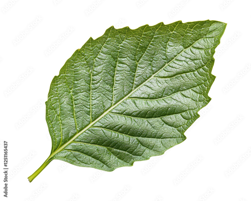 Obraz premium Fresh green leaf isolated on a clean white background