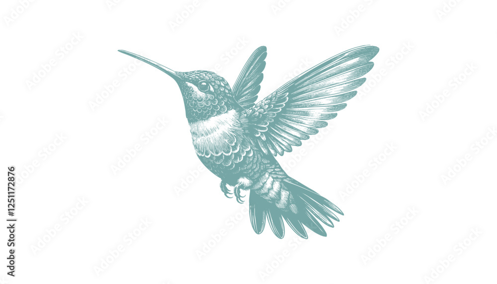 Fototapeta premium hummingbird vector | bird vector | hummingbird illustration | hummingbird silhouette | hummingbird tattoo | hummingbird engraving | hummingbird drawing