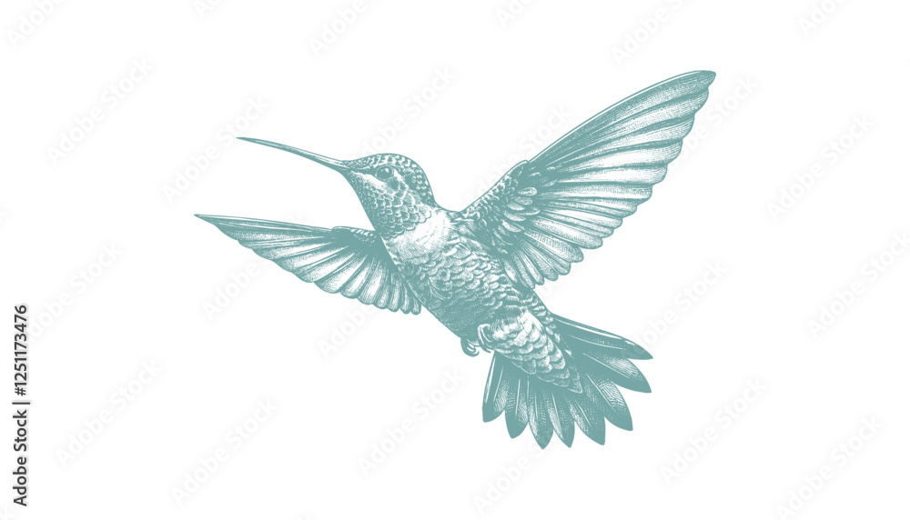 Obraz premium hummingbird vector | bird vector | hummingbird illustration | hummingbird silhouette | hummingbird tattoo | hummingbird engraving | hummingbird drawing