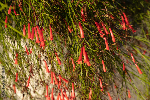 Coral Fountain Plant (Russelia equisetiformis) with Cascading Green Stems and Vibrant Red Flowers for publication, poster, calendar, post, wallpaper, cover, website. High quality photo photo