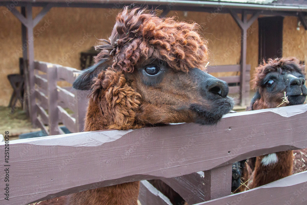 Brown alpaca with curly fur resting its head on a wooden fence at a farm. Another alpaca is visible in the background, chewing hay inside the enclosure, Concept of agriculture, nature, animals Brown alpaca with curly fur resting its head on a wooden fence at a farm. Another alpaca is visible in the background, chewing hay inside the enclosure, Concept of agriculture, nature, animals