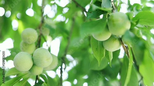 Crisp plum fruit on a branch photo