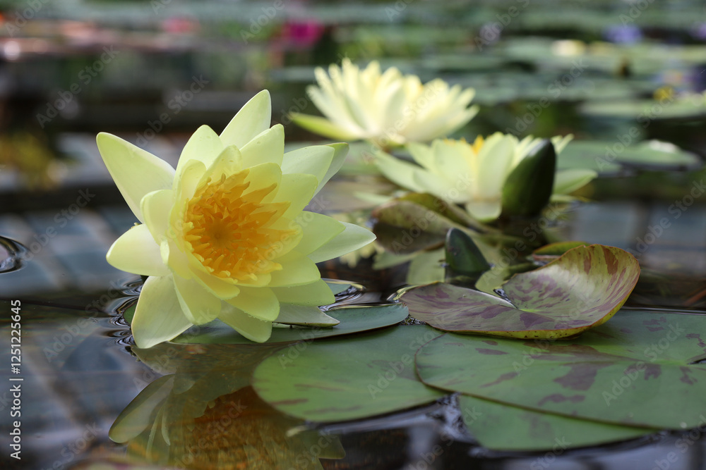 custom made wallpaper toronto digitalyellow double water lily (lat. Nymphaea) blooms in a pond