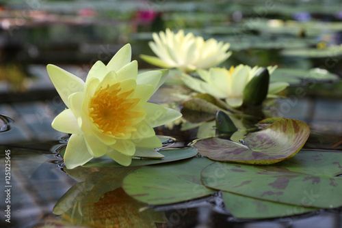 Wallpaper Mural yellow double water lily (lat. Nymphaea) blooms in a pond Torontodigital.ca