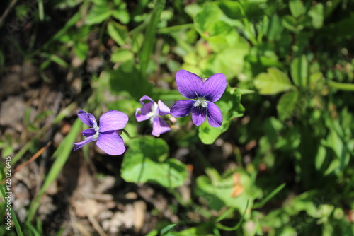 Common blue violet bloom on a sunny day with two in the background at Miami Woods in Morton Grove, Illinois