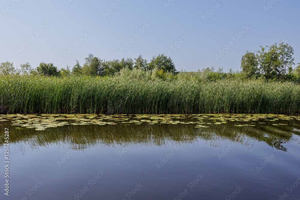 Loosdrechtse plassen in summer with reed plants and blue sky Loosdrechtse plassen in summer with reed plants and blue sky