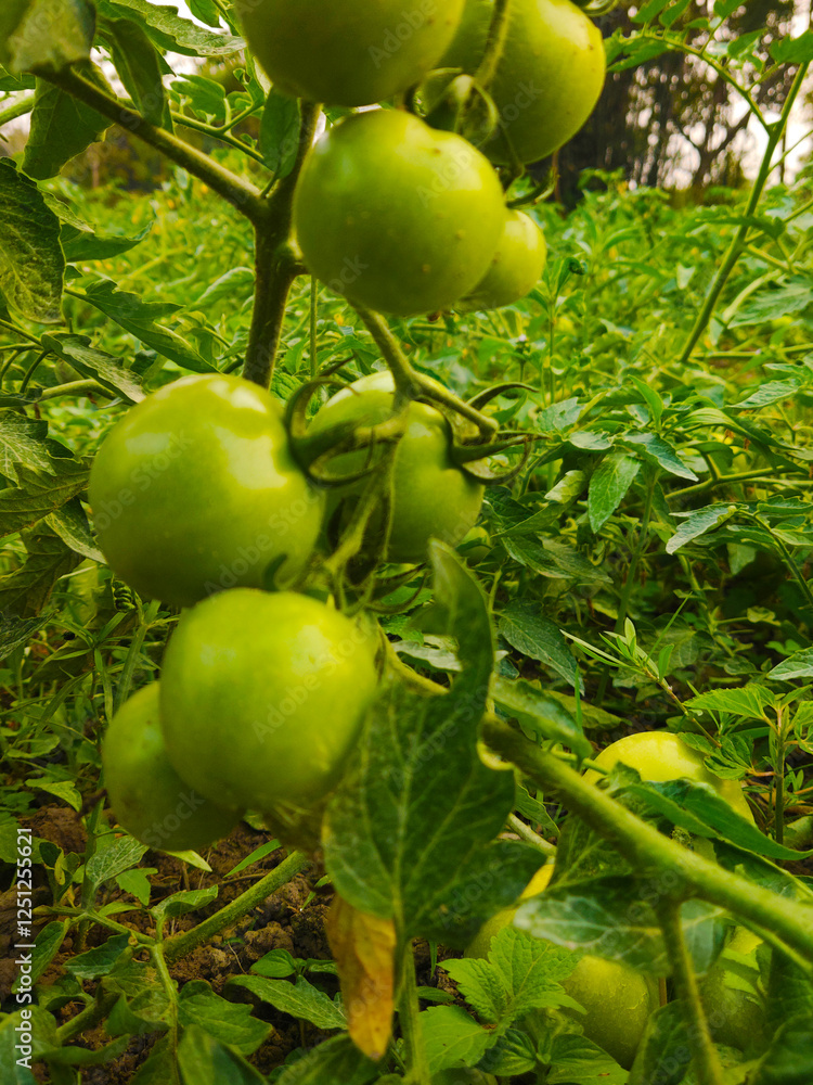 Ripe organic tomatoes growing in the garden yard
Ripe organic tomatoes growing in the garden yard